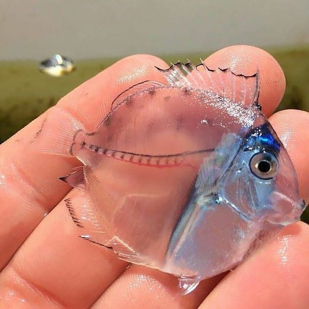 transparent animals