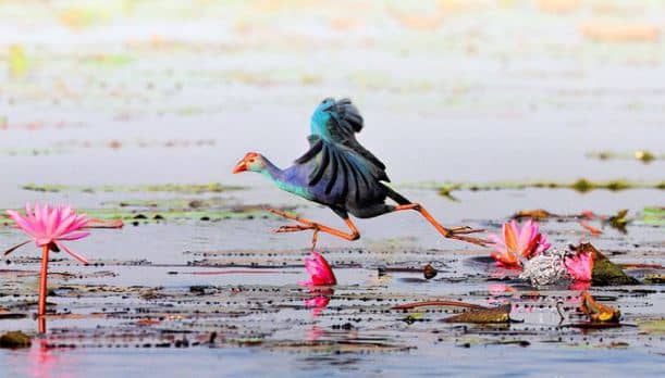 22 Colorful Wildlife Photography by Sompob Sasismit