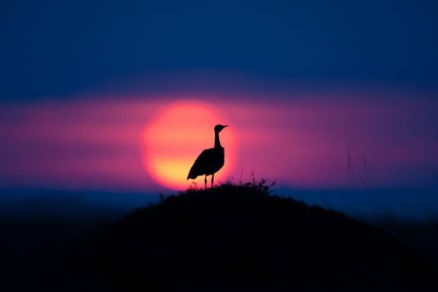 Sunsets On The Masai Mara