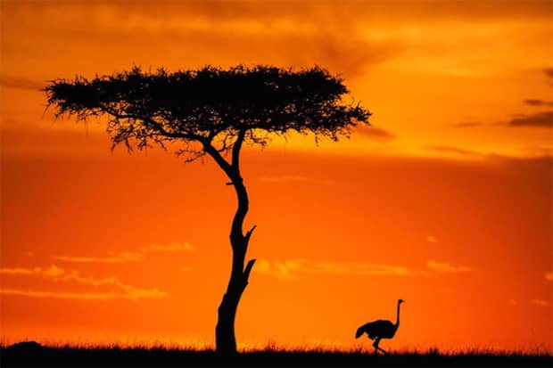 Sunsets On The Masai Mara