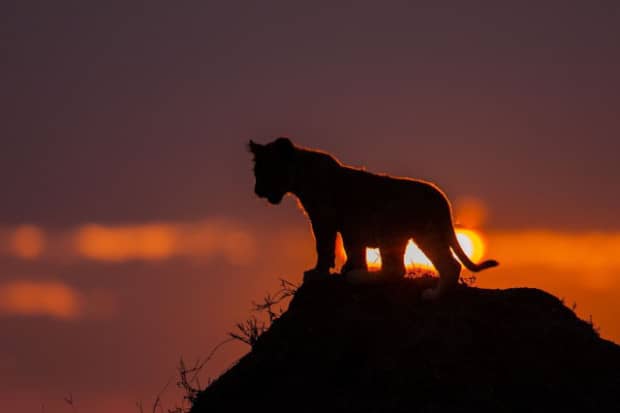 Sunsets On The Masai Mara