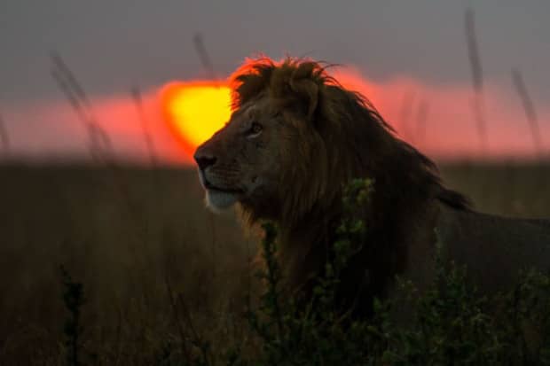 Sunsets On The Masai Mara