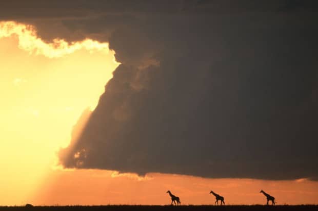 Sunsets On The Masai Mara