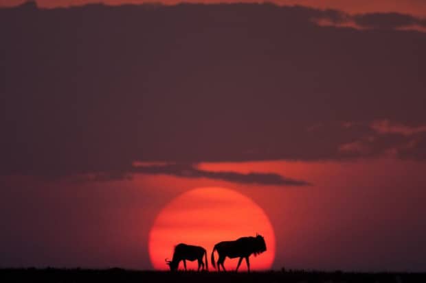 Sunsets On The Masai Mara