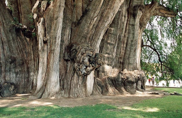 The Widest Tree Trunk in the World - Arbol del Tule Tree 1