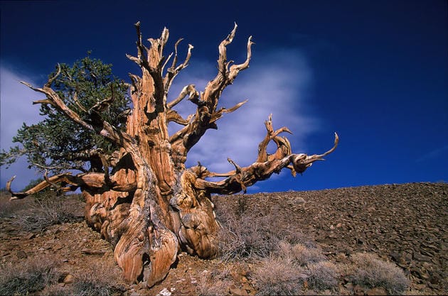 The Oldest Non-Clonal Tree in the World Methuselah