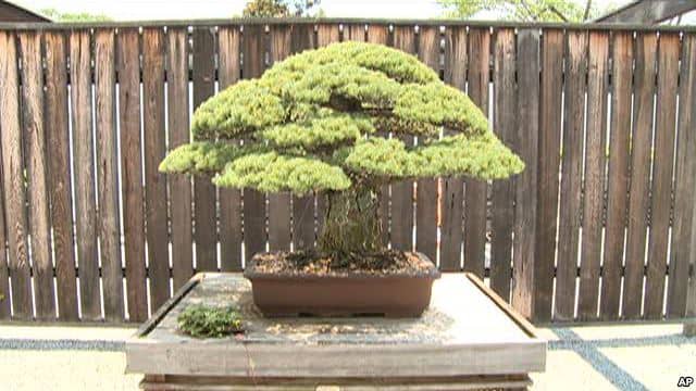 400-Year-Old Bonsai Survived Hiroshima Bombing
