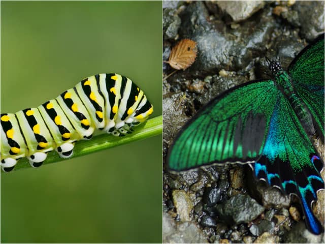 Before and After Photos of Butterfly and Moth Transformations