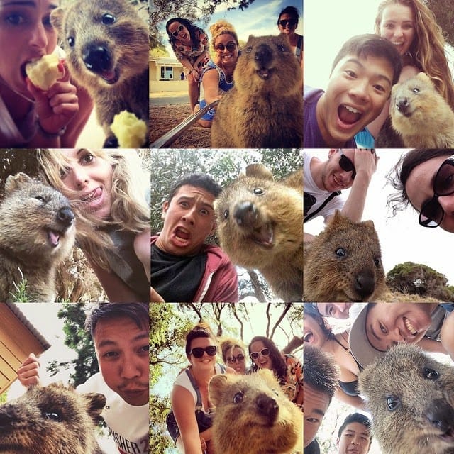 The Genial Quokka “The Happiest Animal In The World”