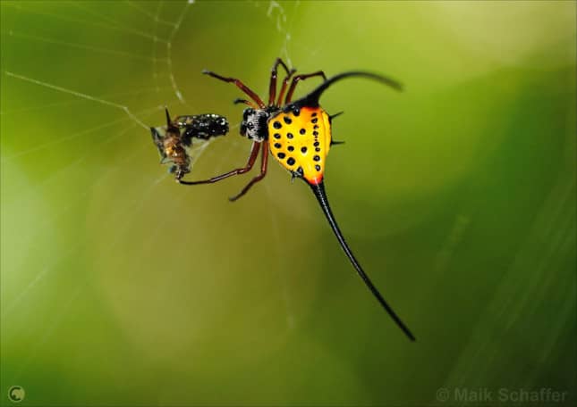 Long-Horned Orb-Weaver Spider 1