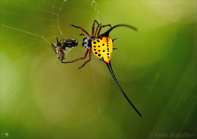 Long-Horned Orb-Weaver Spider 1