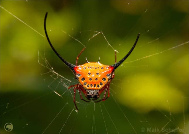 Long-Horned Orb-Weaver Spider