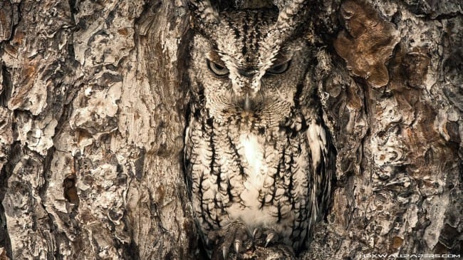 Camouflage Animals - Owl (Strigiformes)