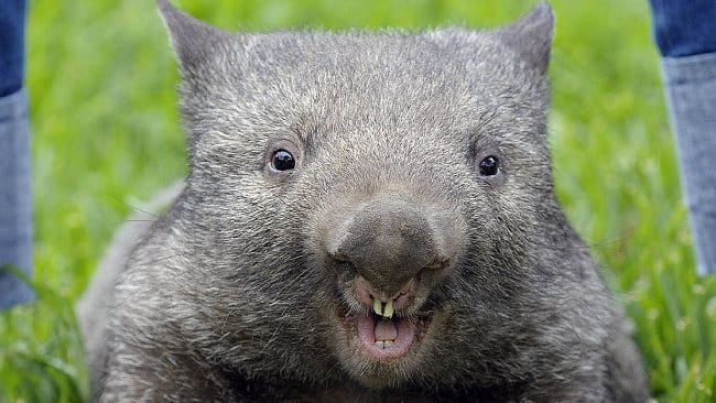 Meet Patrick, the ‘oldest’ and ‘biggest’ wombat in the world