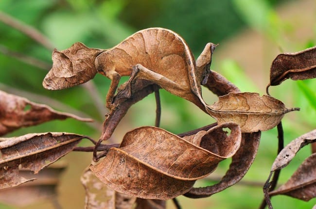 Camouflage Animals - Satanic Leaf Tailed Gecko