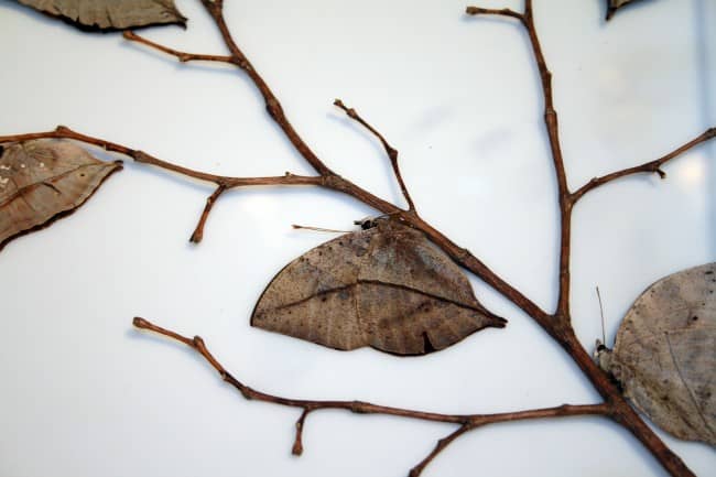 Camouflage Animals - Dead Leaf Butterfly (Kallima inachus)