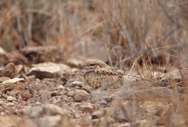 Camouflage Animals - Egyptian Nightjar (Caprimulgus aegyptius)