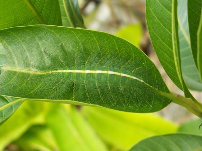 Camouflage Animals - Baron Caterpillar (Euthalia aconthea)