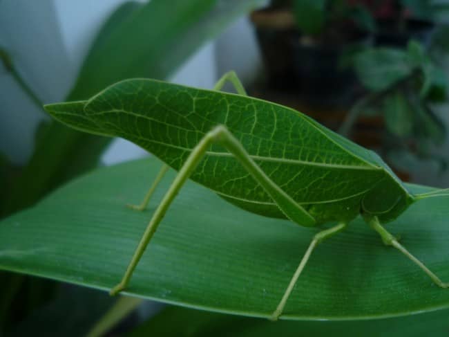 Camouflage Animals - Leaf Insect (Phylliidae)