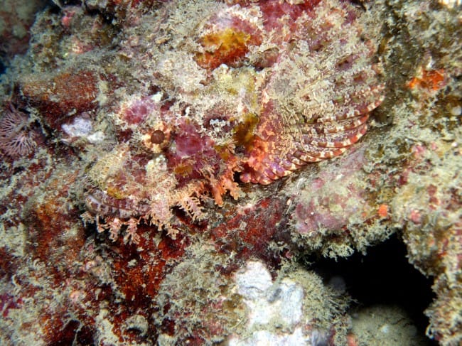 Camouflage Animals - Reef Stonefish (Synanceia verrucosa)