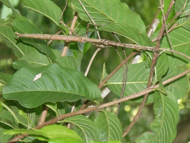 Camouflage Animals - Stick Insect (Phasmatodea)