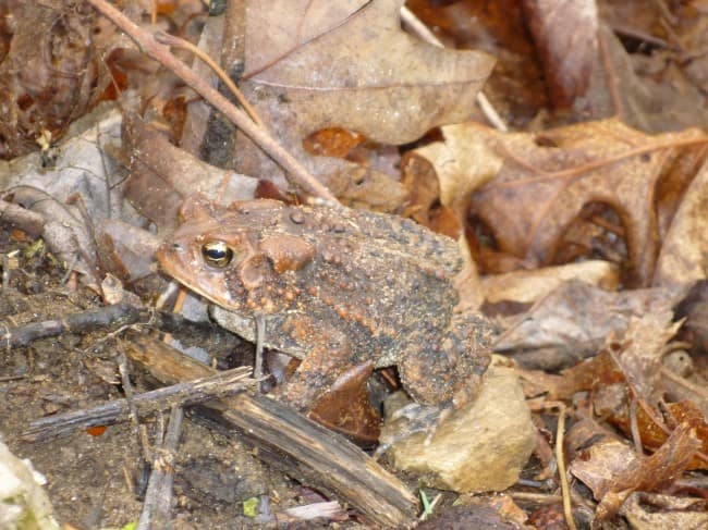 Camouflage Animals - Toad (Anura)