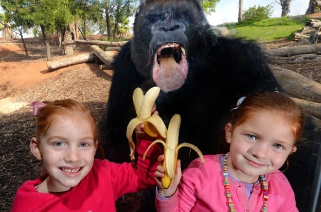 41 Incredibly Hilarious Animal Photobombs