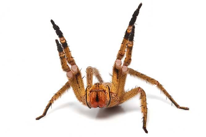 Brazilian Wandering Spider