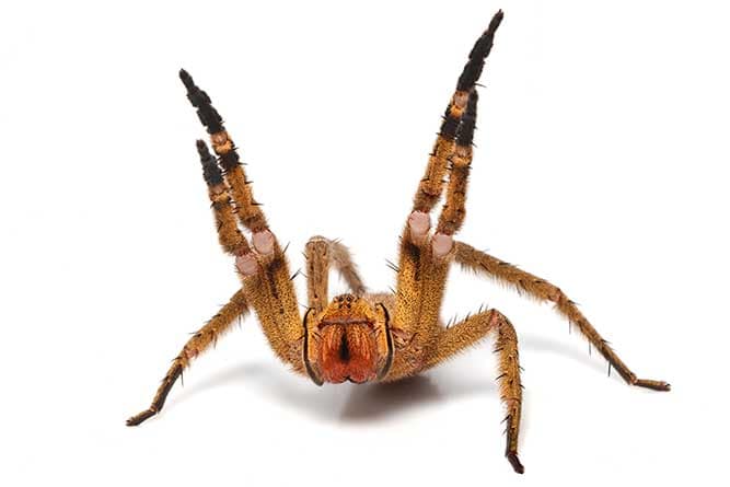 Brazilian Wandering Spider Brazilian Wandering Spider
