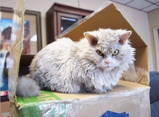 Albert, The Sheep-Cat With Permanent Angry Face