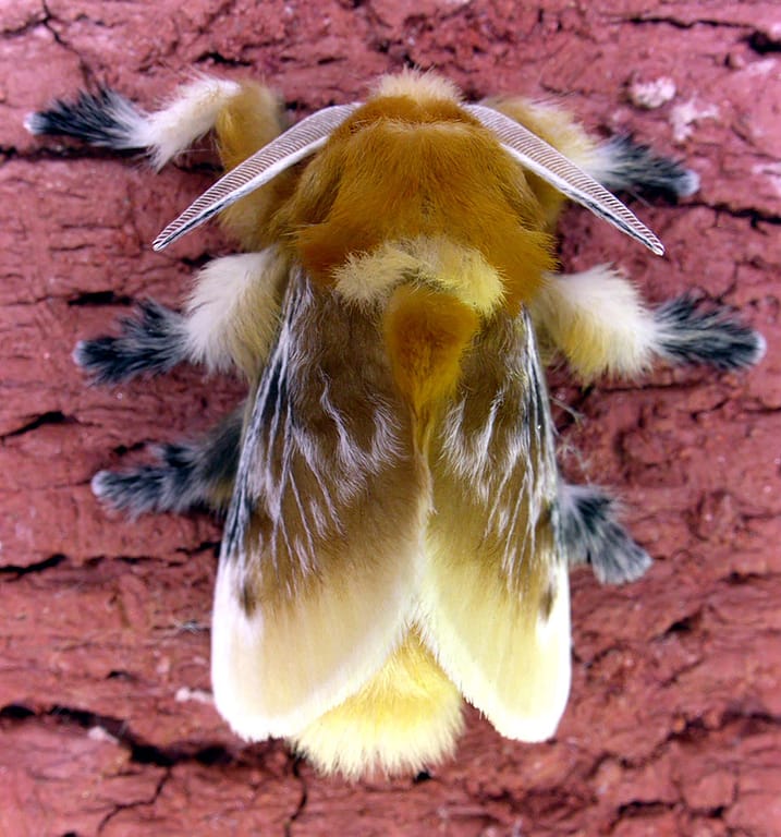 Caterpillar Moth Butterfly Before After Metamorphosis - Flannel Moth 02