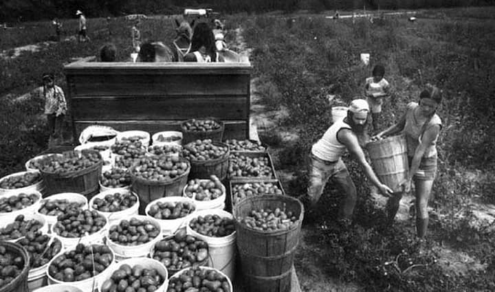 hippie-commune-the-farm-apple-season