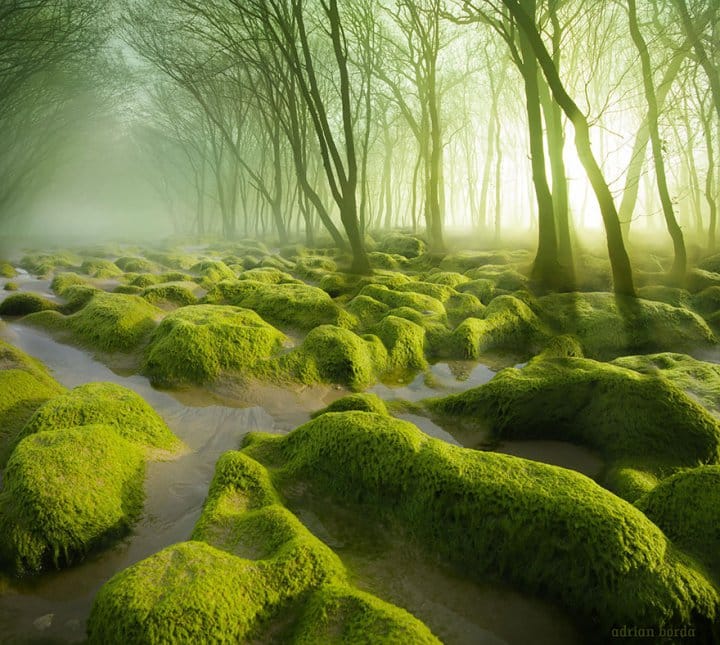 Image credits: Adrian Borda The Moss Swamp In Romania
