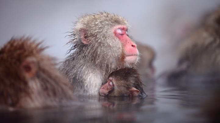 Incredibly Expressive Monkey Photography - Sweet Dreams