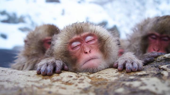 Incredibly Expressive Monkey Photography - Zzz