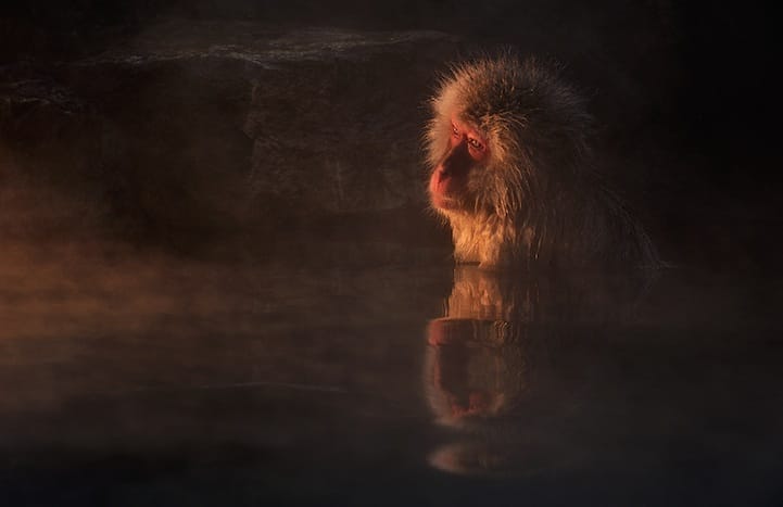 Incredibly Expressive Monkey Photography - Melancholy