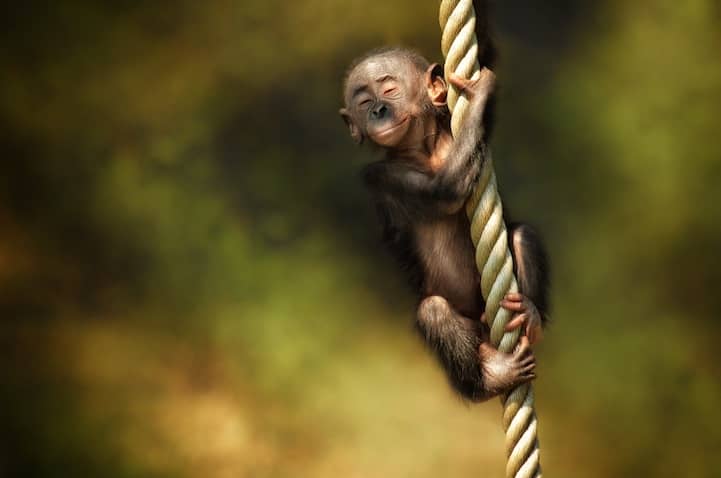 Incredibly Expressive Monkey Photography - In Dreams I Can Fly