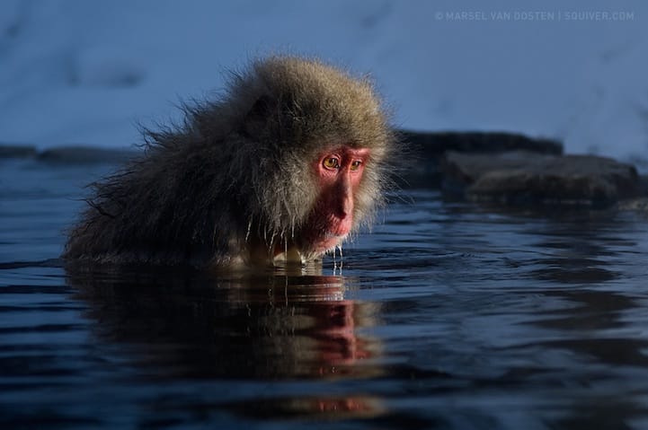 Incredibly Expressive Monkey Photography - Introspection