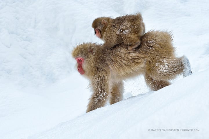 Incredibly Expressive Monkey Photography - Snowmobile