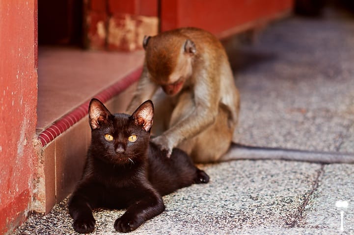 Incredibly Expressive Monkey Photography - Thai Massage