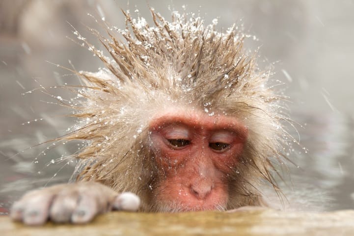 Incredibly Expressive Monkey Photography - Deep Thoughts