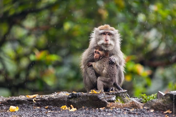 Incredibly Expressive Monkey Photography - Monsoon