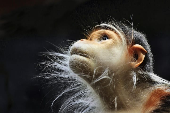 Incredibly Expressive Monkey Photography - Look To The Heavens