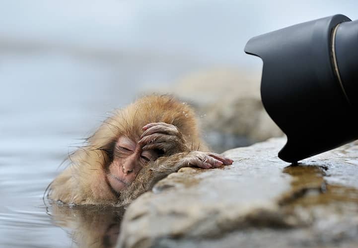 Incredibly Expressive Monkey Photography - Oh no, not again