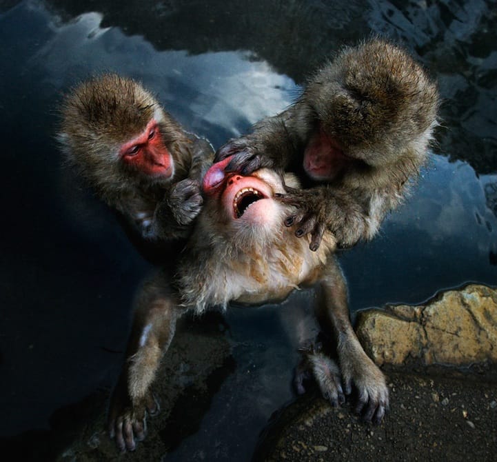 Incredibly Expressive Monkey Photography - Seventh Heaven