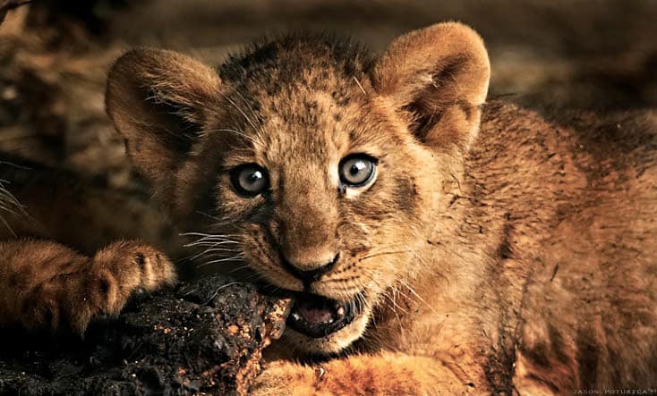 25 Magnificent Pictures of LIONS