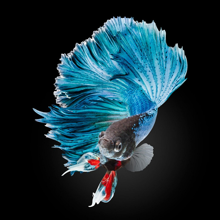 Betta fish, a fascinating aquarium fish