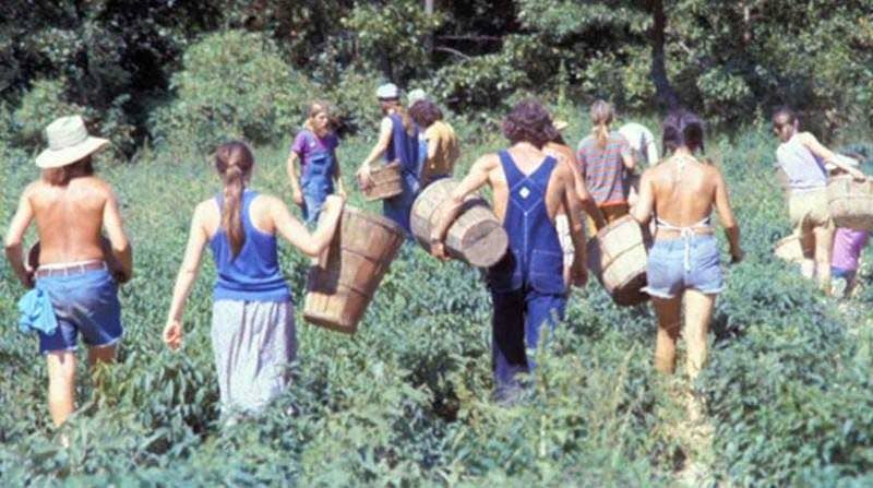 hippie-commune-the-farm-harvest