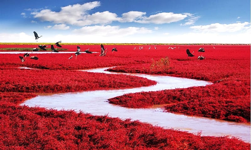 Red Beach, located in Dawa County, Panjin