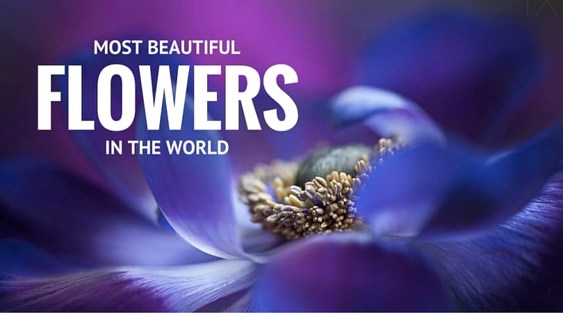 Most-Beautiful-Flowers-in-the-World Most-Beautiful-Flowers-in-the-World